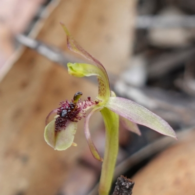 Chiloglottis seminuda (Turtle Orchid) at Sassafras, NSW - 8 Feb 2024 by RobG1