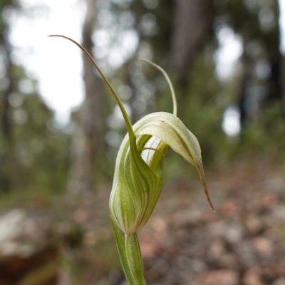 Pterostylis longipetala (Small Autumn-greenhood) at Sassafras, NSW - 8 Feb 2024 by RobG1