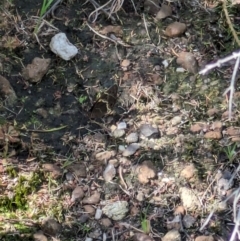 Tisiphone abeona (Varied Sword-grass Brown) at Beecroft Peninsula, NSW - 9 Mar 2024 by WalterEgo