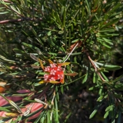 Lambertia formosa (Mountain Devil) at Beecroft Peninsula, NSW - 9 Mar 2024 by WalterEgo