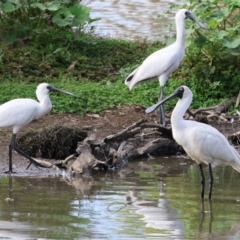 Platalea regia (Royal Spoonbill) at Belvoir Park - 9 Mar 2024 by KylieWaldon