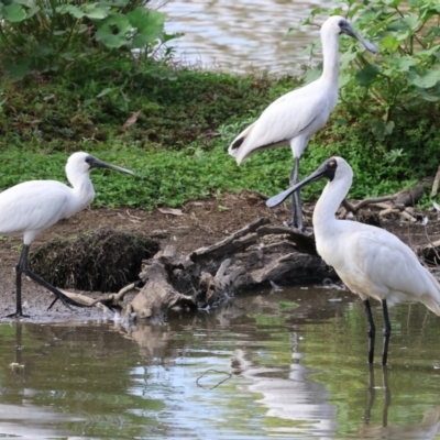 Platalea regia (Royal Spoonbill) at Belvoir Park - 8 Mar 2024 by KylieWaldon