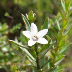 Philotheca scabra subsp. latifolia (A Waxflower) at Morton National Park - 5 Mar 2024 by RobG1