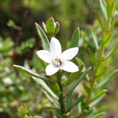 Philotheca scabra subsp. latifolia (A Waxflower) at Morton National Park - 5 Mar 2024 by RobG1