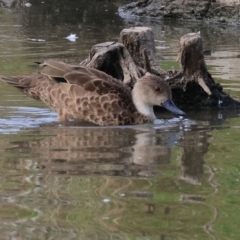 Anas gracilis (Grey Teal) at Belvoir Park - 8 Mar 2024 by KylieWaldon