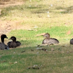 Chenonetta jubata (Australian Wood Duck) at Belvoir Park - 9 Mar 2024 by KylieWaldon