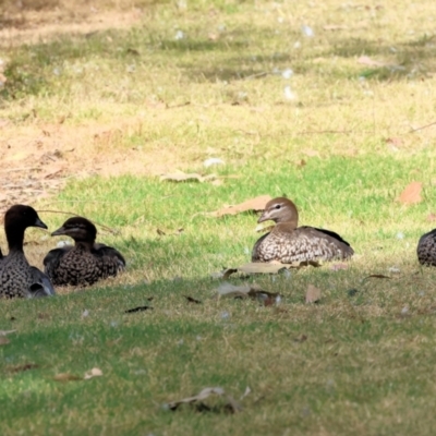 Chenonetta jubata (Australian Wood Duck) at Belvoir Park - 8 Mar 2024 by KylieWaldon