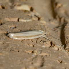 Palimmeces pseudomorpha at Harrison, ACT - 8 Mar 2024 by DPRees125