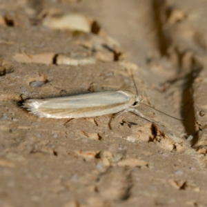 Palimmeces pseudomorpha at Harrison, ACT - 8 Mar 2024