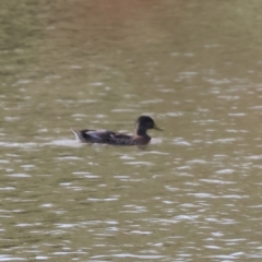 Anas platyrhynchos (Mallard (Domestic Type)) at Belvoir Park - 8 Mar 2024 by KylieWaldon