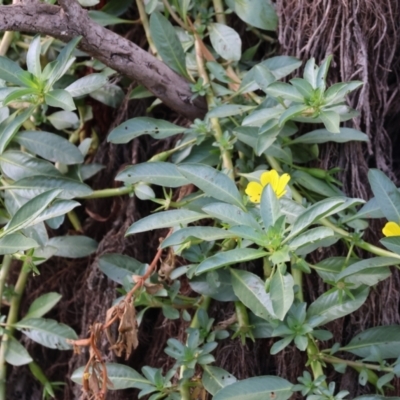 Ludwigia peploides subsp. montevidensis (Water Primrose) at Belvoir Park - 8 Mar 2024 by KylieWaldon