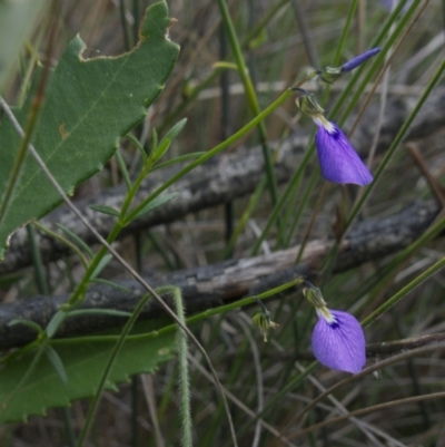 Pigea vernonii (Spade Flower) at Sassafras, NSW - 6 Mar 2024 by RobG1