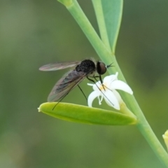 Geron sp. (genus) (Slender Bee Fly) at Sassafras, NSW - 6 Mar 2024 by RobG1