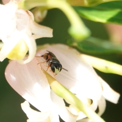 Hylaeus (Prosopisteron) littleri (Hylaeine colletid bee) at Hall, ACT - 9 Mar 2024 by Anna123