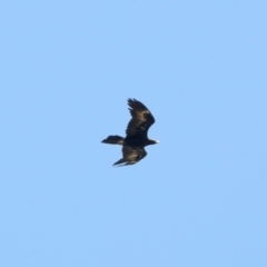 Aquila audax (Wedge-tailed Eagle) at Namadgi National Park - 9 Mar 2024 by KMcCue