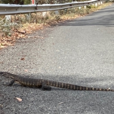 Varanus rosenbergi (Heath or Rosenberg's Monitor) at Tharwa, ACT - 8 Mar 2024 by pbest