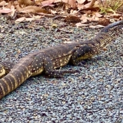 Varanus rosenbergi at Tharwa, ACT - 8 Mar 2024