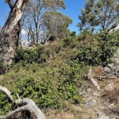 Berberis aquifolium (Oregon Grape) at Namadgi National Park - 9 Mar 2024 by KMcCue