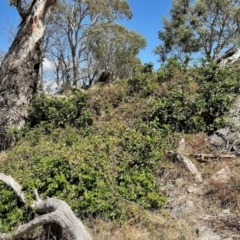 Berberis aquifolium (Oregon Grape) at Namadgi National Park - 9 Mar 2024 by KMcCue