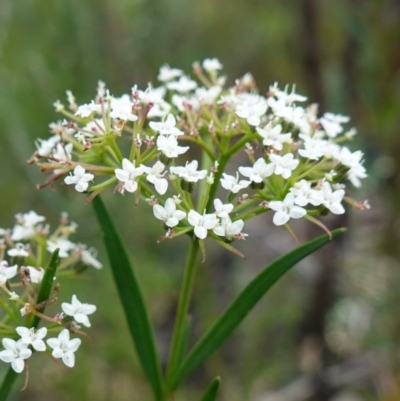 Platysace lanceolata (Shrubby Platysace) at Sassafras, NSW - 6 Mar 2024 by RobG1