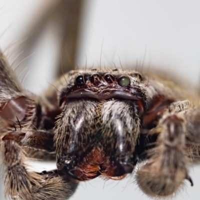 Unidentified Huntsman spider (Sparassidae) at QPRC LGA - 7 Mar 2024 by MarkT