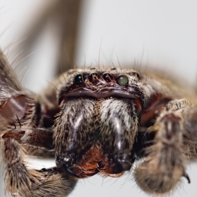 Isopeda canberrana (Canberra Huntsman Spider) at QPRC LGA - 8 Mar 2024 by MarkT