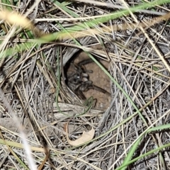 Unidentified Wolf spider (Lycosidae) at Springrange, NSW - 6 Mar 2024 by JenniM