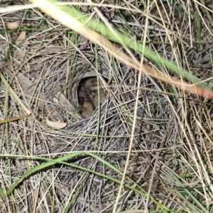 Lycosidae (family) at Springrange, NSW - 6 Mar 2024