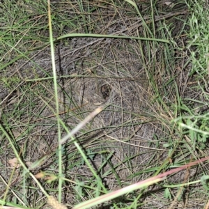 Lycosidae (family) at Springrange, NSW - 6 Mar 2024