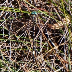 Parasynthemis regina (Royal Tigertail) at Mount Painter - 7 Mar 2024 by CathB