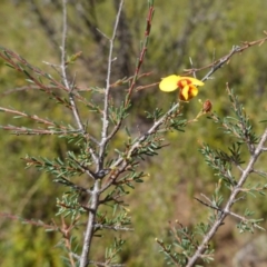 Dillwynia ramosissima (Bushy Parrot-pea) at Morton National Park - 6 Mar 2024 by RobG1