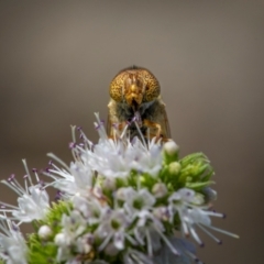 Eristalinus punctulatus (Golden Native Drone Fly) at Ainslie, ACT - 9 Mar 2024 by trevsci