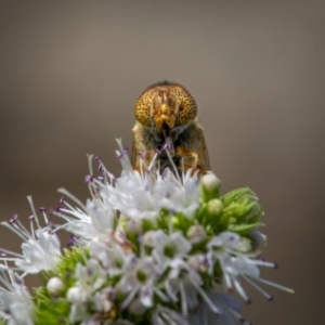 Eristalinus punctulatus at Ainslie, ACT - 9 Mar 2024