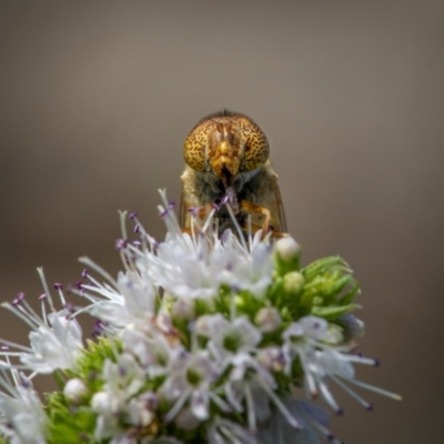 Eristalinus punctulatus (Golden Native Drone Fly) at Ainslie, ACT - 9 Mar 2024 by trevsci