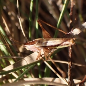 Conocephalus upoluensis at Mount Painter - 7 Mar 2024 09:47 AM