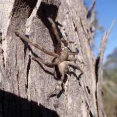 Neosparassus calligaster at Mount Painter - 6 Mar 2024 by CathB