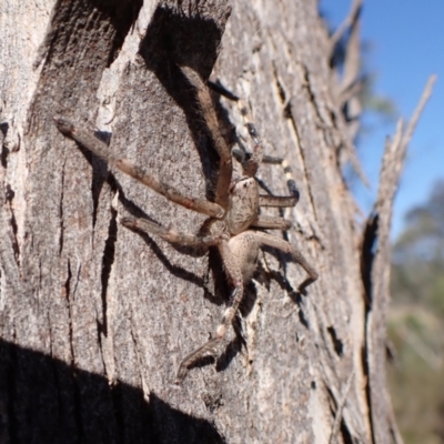 Unidentified Huntsman spider (Sparassidae) at Mount Painter - 6 Mar 2024 by CathB