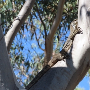 Varanus varius at Lade Vale, NSW - 9 Mar 2024