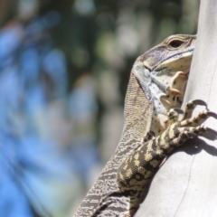 Varanus varius at Lade Vale, NSW - suppressed