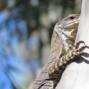 Varanus varius at Lade Vale, NSW - 9 Mar 2024