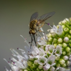 Geron sp. (genus) (Slender Bee Fly) at Ainslie, ACT - 9 Mar 2024 by trevsci