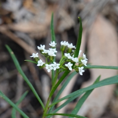 Platysace lanceolata (Shrubby Platysace) at Morton National Park - 6 Mar 2024 by RobG1