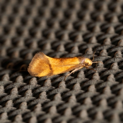 Isomoralla pyrrhoptera (A concealer moth) at Harrison, ACT - 17 Feb 2024 by DPRees125