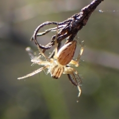 Oxyopes sp. (genus) (Lynx spider) at Mount Painter - 6 Mar 2024 by CathB