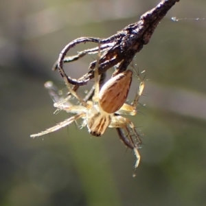 Oxyopes sp. (genus) at Mount Painter - 7 Mar 2024 09:18 AM