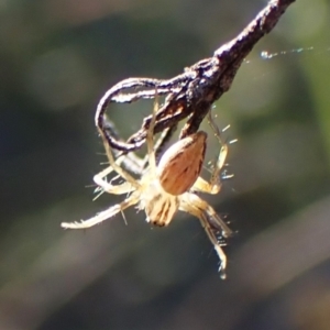 Oxyopes sp. (genus) at Mount Painter - 7 Mar 2024 09:18 AM