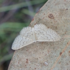 Idaea philocosma (Flecked Wave) at Cook, ACT - 6 Mar 2024 by CathB