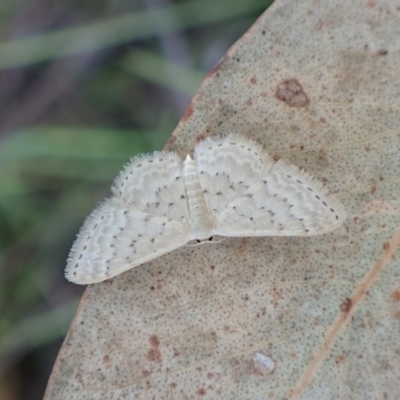 Idaea philocosma (Flecked Wave) at Cook, ACT - 6 Mar 2024 by CathB