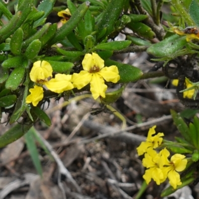 Goodenia heterophylla subsp. montana (Variable Goodenia) at Morton National Park - 6 Mar 2024 by RobG1