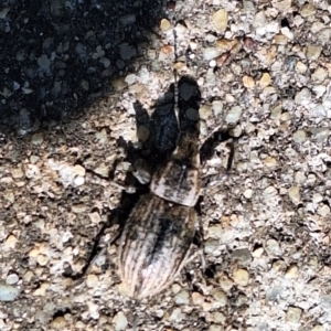 Naupactus leucoloma at Harrison, ACT - 11 Feb 2024 04:57 PM